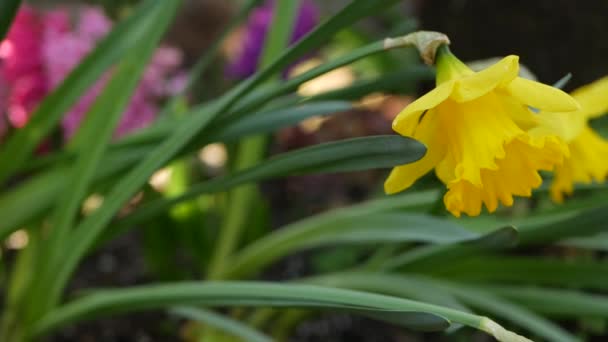 Gul narcissus blomma, Kalifornien USA. Påsklilja blommar vår, morgonskogsatmosfär, delikat botanisk blomsterblomma. Vårälva friskhet, vildblomma i trä. Mjuk fokus bokeh — Stockvideo