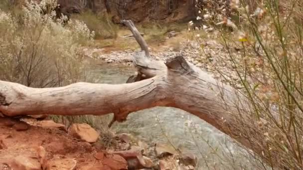 Gebirgsfluss im Zion Nationalpark, Herbst in Utah, USA. Bach in regnerischer roter Schlucht, Terrakottasteine und Bach. Nebel und ruhige Herbststimmung. Ökotourismus in den Vereinigten Staaten von Amerika — Stockvideo