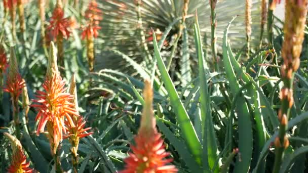 Aloe suculenta flor vermelha planta, Califórnia EUA. Flora do deserto, clima árido botânico natural close up fundo. Flor suculenta vívida de Aloe Vera. Jardinagem na América, cresce com cacto e agave — Vídeo de Stock