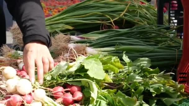 Legumele organice pe tejghea, locale proaspete produc acasă pe stand. Piața alimentară a fermierilor din SUA . — Videoclip de stoc