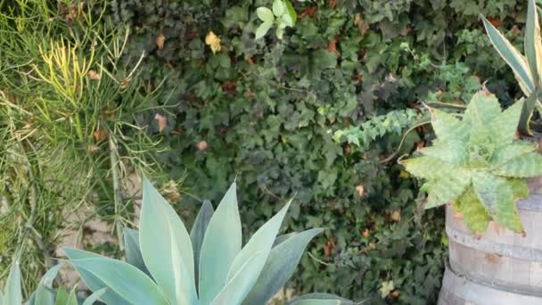 Daun Agave, berkebun lezat di California, Amerika Serikat. Rumah desain taman, yucca, abad tanaman atau aloe. Botani alami ornamental mexican houseplants, gurun gersang iklim dekorasi florikultur — Stok Video