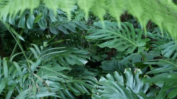 Exotische Monstera Dschungel Regenwald tropische Atmosphäre. Frische saftige Wedelblätter, Amazonen dicht bewachsen, tiefer Wald. Dunkles natürliches Grün üppiges Laub. Immergrünes Ökosystem. Paradiesische Ruhe — Stockvideo