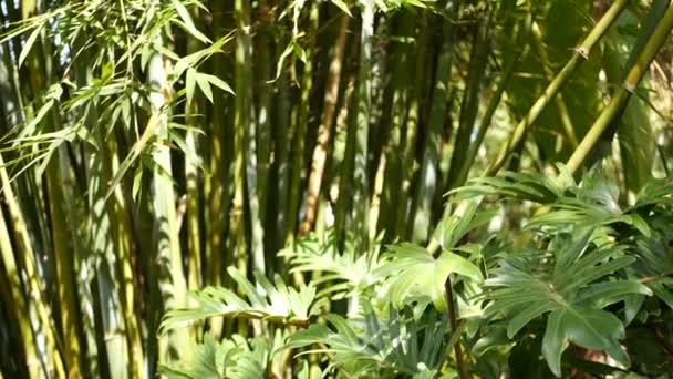 Bamboo forest, exotic asian tropical atmosphere. Green trees in meditative feng shui zen garden. Quiet calm grove, morning harmony freshness in thicket. Japanese or chinese natural oriental aesthetic — Stock Video