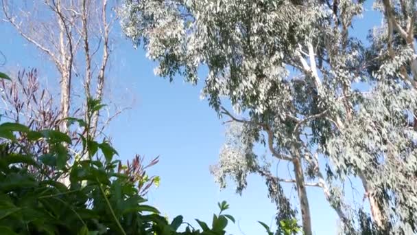 कैलिफोर्निया, संयुक्त राज्य अमेरिका में नीलगिरी। ऑस्ट्रेलिया के मूल निवासी गोंद पेड़। वसंत ऋतु में मिर्ट की हरी पत्तियों में हवा जंगल का ताजा वसंत ऋतु वातावरण। जंगल में अमेरिकी पादप। प्राकृतिक वनस्पति हरियाली — स्टॉक वीडियो