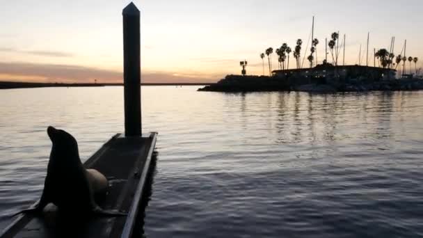 Seelöwe Rookie auf Pier, Kalifornien USA. Wildtiere an der kalifornischen Küste. Wilde Robbe durch Meerwasser. — Stockvideo