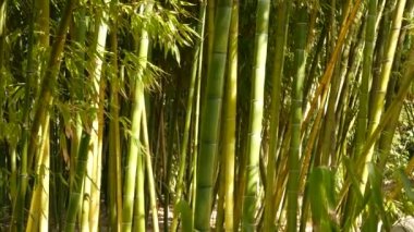 Bambu ormanı, egzotik Asya tropikal atmosferi. Meditasyon yapan feng shui zen bahçesinde yeşil ağaçlar. Sessiz sakin koruluk, çalılıklarda sabah uyumu tazeliği. Japonca ya da Çince doğal doğu estetiği