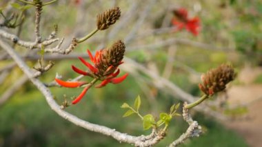 Kaliforniya 'nın bahçesinde kırmızı mercan ağacı çiçeği. Erythrina alev ağacı bahar çiçeği, romantik botanik atmosfer, narin tropikal çiçekler. Bahar ışıl ışıl renkler. Yumuşak bulanıklık tazeliği