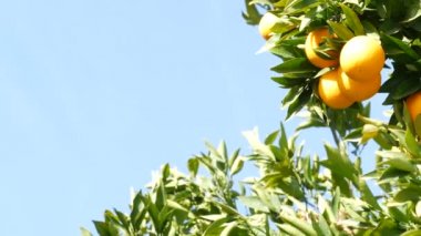 Kaliforniya 'da ağaçta portakal meyvesi. Bahar bahçesi, Amerikan yerel tarım çiftliği, çiftlik bahçesi. Sulu taze yapraklar, dalda egzotik tropikal hasat. Bahar zamanı gökyüzü