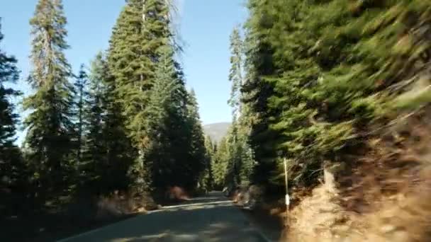 Autofahren im Mammutbaum-Wald, perspektivische Sicht vom Auto aus. Große Mammutbaum-Nadelbäume und Fahrbahn in der Nähe des Kings Canyon. Roadtrip im Nationalpark von Nordkalifornien, USA. Per Anhalter unterwegs — Stockvideo