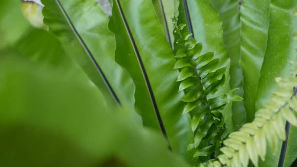 鳥の巣は濃緑色の葉を発酵させる。エキゾチックな熱帯アマゾンジャングル熱帯雨林、スタイリッシュな植物の雰囲気。自然の緑豊かな葉鮮やかな緑、楽園の美しさ。アスプレニウムニドゥス植物の葉 — ストック動画