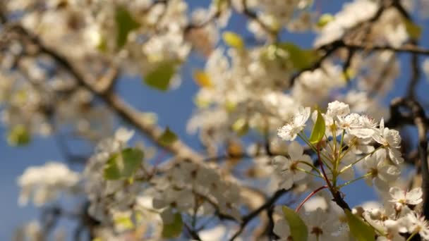 Kaliforniya, ABD 'de kiraz ağacının bahar beyaz çiçeği. Narin sakura çiçekleri armut, elma ya da kayısı. Bahar zamanı taze romantik atmosfer, saf botanik çiçeği, yumuşak odaklı bokeh. — Stok video