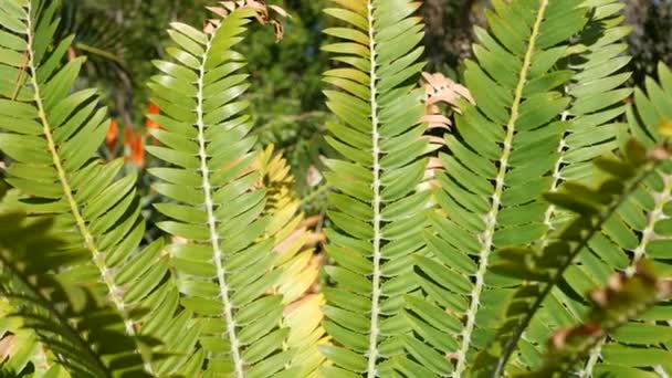 Cycad fern leaves in forest, California USA. Green fresh juicy natural botanical leafage. Encephalartos or zamiaceae dioon palm lush foliage. Tropical jungle rainforest woods atmosphere garden design — Stock Video