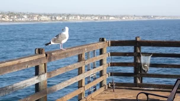 Zoutwater vissen op pier California USA. Zeeoceaan. Visvangst, verse levende vis in netkorf. — Stockvideo