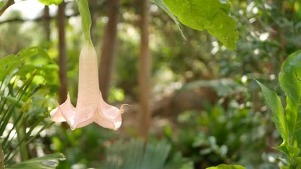 Brugmansia flores flor, jardinagem na Califórnia, EUA. Natural botânica close up fundo. Flor rosa suave no jardim da manhã da primavera, flora fresca da primavera em foco suave. Anjos trombetas planta — Vídeo de Stock