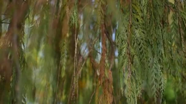 Ciprés árbol de coníferas en el jardín, California, EE.UU.. Fondo botánico natural de cerca. Ambiente de bosque matutino primaveral, bosque primaveral. Decoración delicada vegetación, enfoque suave borroso bokeh — Vídeo de stock