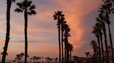 Kaliforniya 'da palmiyeler ve alacakaranlık gökyüzü. Tropik okyanus sahili günbatımı atmosferi. Los Angeles titreşimleri.