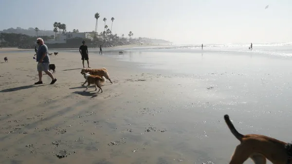 Men and women on dog friendly ocean beach. People walking and training pets. Del Mar, California USA — Stock Photo, Image
