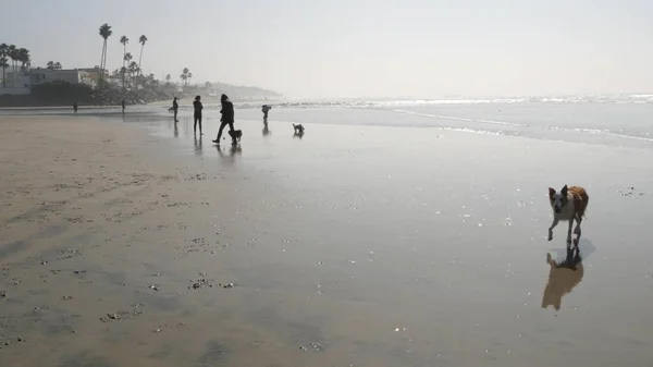 Men and women on dog friendly ocean beach. People walking and training pets. Del Mar, California USA — Stock Photo, Image