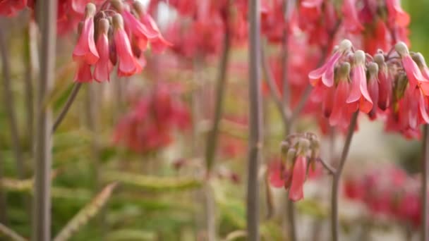 Lucky bells roze bloem in de tuin, Californië USA. Moeder van duizenden lentebloei, weide romantische botanische sfeer, delicate mexicaanse hoed kalanchoë plantenbloesem. Koraalzalm voorjaar kleur — Stockvideo