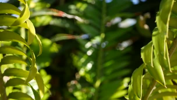 Paproć cycad liście w lesie, Kalifornia USA. Zielone świeże soczyste naturalne liście botaniczne. Encefalartos lub dioon zamiaceae liści bujnej palmy. Tropikalna dżungla lasy deszczowe atmosfera ogród design — Wideo stockowe