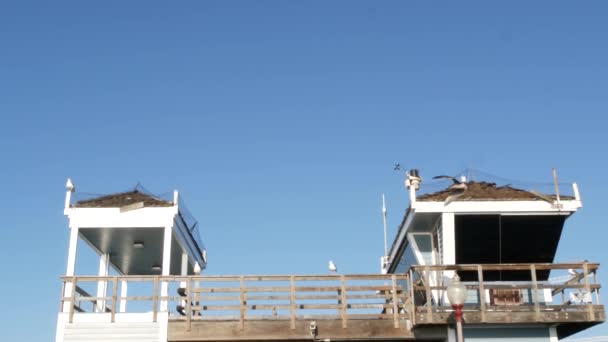 Pájaro gaviota por torre salvavidas en muelle, California EE.UU. Guarda de la vida atalaya cabaña y cielo azul. — Vídeo de stock