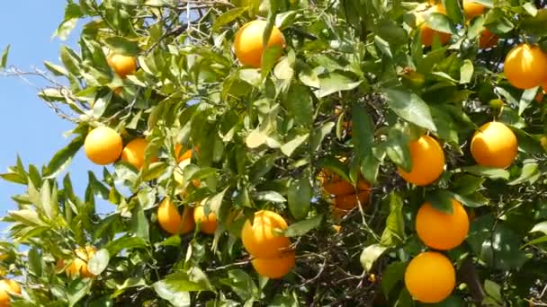 Cítricos naranjas en árbol, California, EE.UU. Jardín de primavera, plantación agrícola local americana, horticultura casera. Hojas frescas jugosas, cosecha tropical exótica en rama. Cielo de primavera — Vídeos de Stock