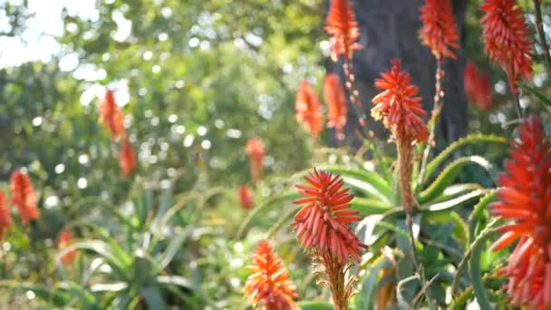 Aloe succulent roślina czerwony kwiat, Kalifornia USA. Pustynna flora, suchy klimat naturalne botaniczne zbliżenie tła. Żywy soczysty kwiat aloesu Very. Ogrodnictwo w Ameryce, rośnie z kaktusa i agawy — Wideo stockowe