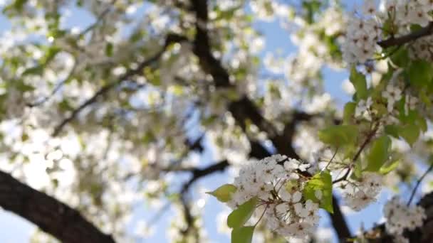 Wiosenny biały kwiat wiśni, Kalifornia, USA. Delikatne sakura kwiaty gruszki, jabłka lub moreli. Wiosna świeża romantyczna atmosfera, czysty botaniczny kwiat, miękki bokeh ostrości. — Wideo stockowe