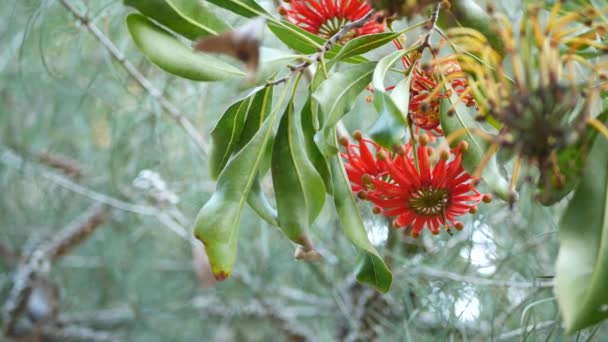 Firewheel tree rode bloemen, Californië Verenigde Staten. Australische witte beefwood eik, stenocarpus sinuatus ongewone unieke originele exotische bloeiwijze. Rustige bossfeer, tropisch regenwoud tuinontwerp — Stockvideo