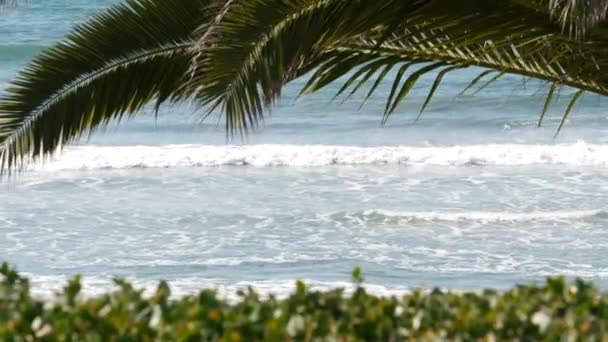 Tichý oceán, Kalifornská pláž USA. Mořské vlny a palmy za slunečného dne. Letní dovolená. — Stock video