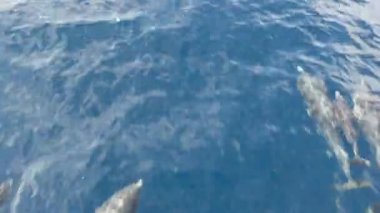 Özgürlük içinde yunuslar sürüsü, Pasifik Okyanusu mavi suyu. Denizdeki vahşi hayvanlar okulu. Kaliforniya ABD.