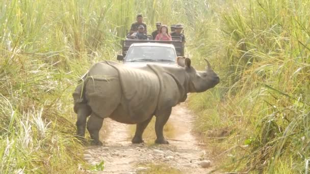 Chitwan国立公園 ネパール 10月2018車やインドの1角サイの観光客は ジャングルロードを近い距離で横断しています サファリ中の草原で野生のアジアのサイユニコーニス放牧 — ストック動画