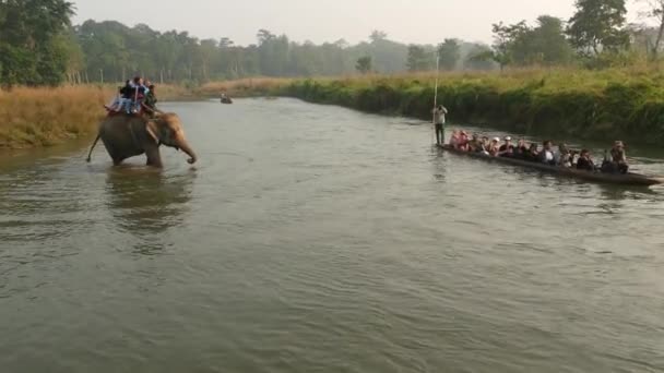 Chitwan National Park Nepal Oktober 2018 Großer Grauer Elefant Mit — Stockvideo