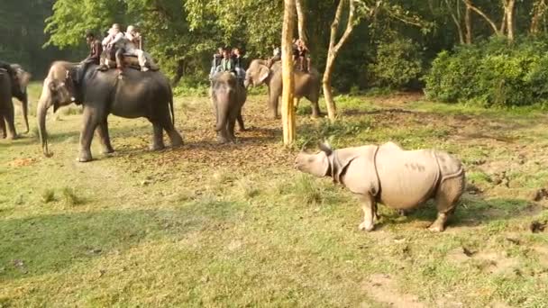 Parc National Chitwan Népal Octobre 2018 Touristes Trekking Éléphants Avec — Video