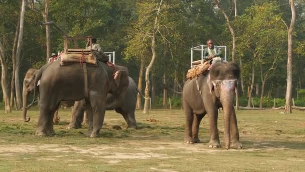 Chitwan National Park Nepal Octubre 2018 Mahouts Hombres Jinetes Asiáticos — Vídeos de Stock