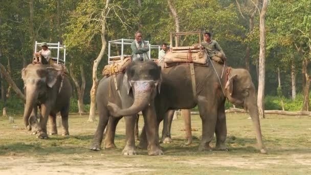 Chitwan National Park Nepal 2018 아시아의 전통적 코끼리타는 사람들이 관광객 — 비디오