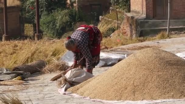 Bhaktapur Kathmandu Nepal Oktober 2018 Gerijpte Aziatische Vrouwen Drogen Zeven — Stockvideo