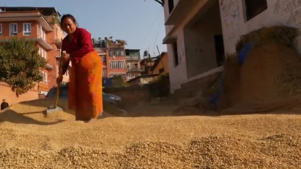 Bhaktapur Kathmandu Nepal Oktober 2018 Gerijpte Aziatische Vrouwen Drogen Zeven — Stockvideo