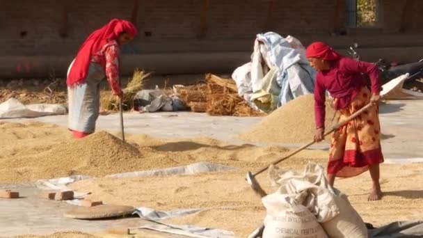 Bhaktapur Kathmandu Nepal Outubro 2018 Mulheres Asiáticas Envelhecidas Secando Peneirando — Vídeo de Stock