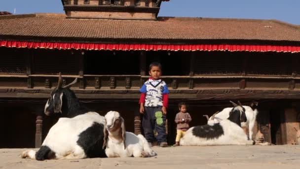 Bhaktapur Kathmandu Nepal Października 2018 Karmienie Dziecka Kozą Odpoczywającą Cute — Wideo stockowe