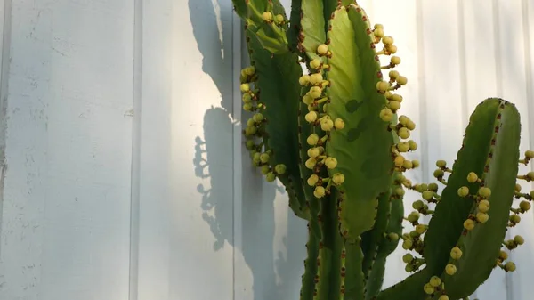 Cactus planta suculenta, Califórnia EUA. Flora do deserto, clima árido flor natural, fundo botânico close up. Planta de sala ornamental incomum verde. Jardinagem na América, cresce com aloés e agave — Fotografia de Stock