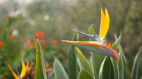 Strelitzia bird of Paradise tropical crane flower, California USA. Помаранчевий екзотичний яскравий квітковий квітковий цвіт, Амазонська лісова атмосфера, природне пишне листя, модний домашній садок. — стокове фото