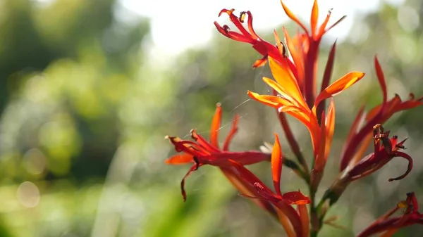 Червона люстра квітка, темно-зелене листя, Каліфорнія, США. Яскравий квітковий корінь стріли. Екологічний тропічний ліс має ботанічну атмосферу. Природна яскрава зелень, райський курорт. — стокове фото