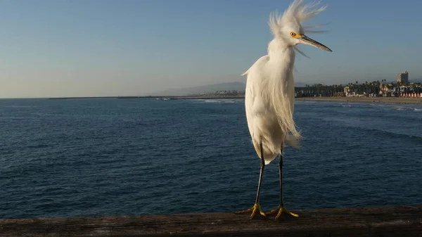 Zarza blanca y nevada en las barandillas del muelle, California EE.UU. Playa del océano, olas de agua de mar. Garza costera pájaro — Foto de Stock