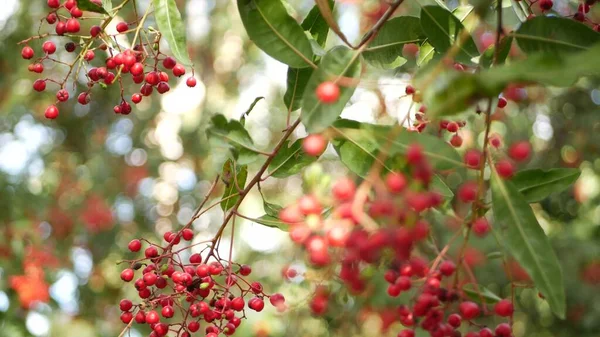 Bayas rojas en el árbol, jardinería en California, EE.UU. Fondo botánico atmosférico natural de cerca. Viburnum, jardín matutino de primavera u otoño o bosque, primavera fresca o flora otoñal en suave enfoque — Foto de Stock