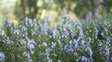 Bahçe, Kaliforniya 'da biberiyeli salvia otu. Bahar zamanı çayır romantik atmosfer, sabah rüzgarı, narin aromatik adaçayının saf yeşilliği. Taze bahar bahçesi ya da yumuşak odak noktasında lea. Çiçekler açar.
