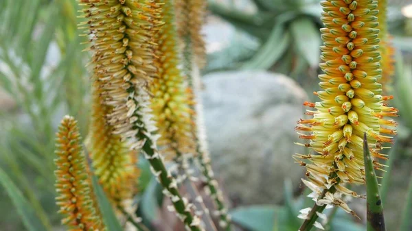 Aloe suculenta flor amarela planta, Califórnia EUA. Desert flora clima árido natural botânico close up fundo. Flor de laranjeira viva de Aloe Vera. Jardinagem na América, cresce com cacto e agave — Fotografia de Stock