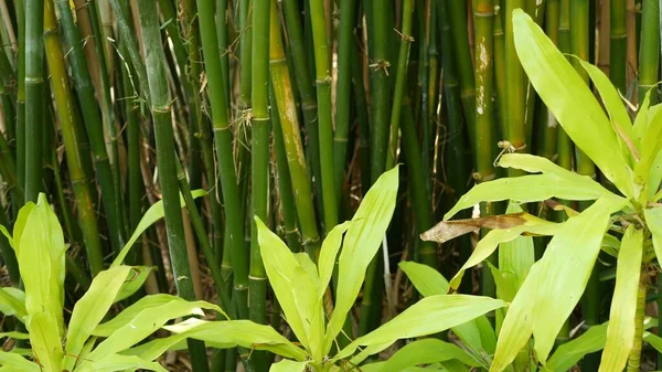 Bamboe bos, exotische Aziatische tropische sfeer. Groene bomen in meditatieve feng shui zen tuin. Rustige rustige boomgaard, ochtend harmonie frisheid in struikgewas. Japans of Chinees natuurlijk oosters esthetisch — Stockfoto