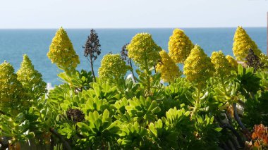 Aeonium arboreum houseleek ağacı sarı çiçek, Kaliforniya, ABD. İrlanda gül sulu şişkinlik. Evde bahçıvanlık, Amerikan dekoratif ev bitkisi, doğal botanik okyanus sahili atmosferi.