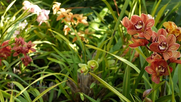Orchidej kvete v zelených listech. Elegantní barevný květinový květ. Exotická tropická deštná pralesní botanická atmosféra. Přírodní zahrada živé zeleně ráj estetický. dekorativní květinářství — Stock fotografie